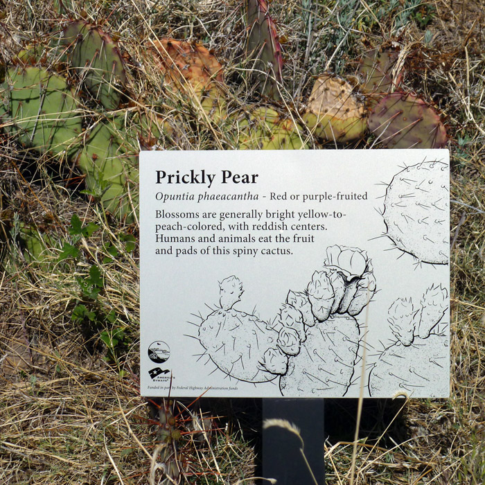 MCHS-prickly-pear-photo.jpg
